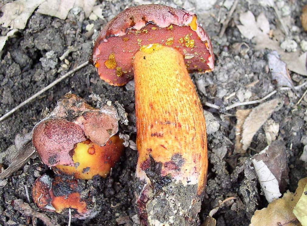 Boleti di giornata  5/10/04